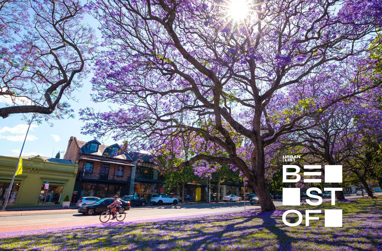Jacaranda trees on a street in Sydney